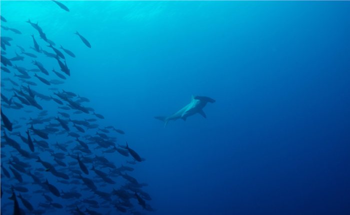 摄影师水下拍摄上千鲨鱼同游罕见影像